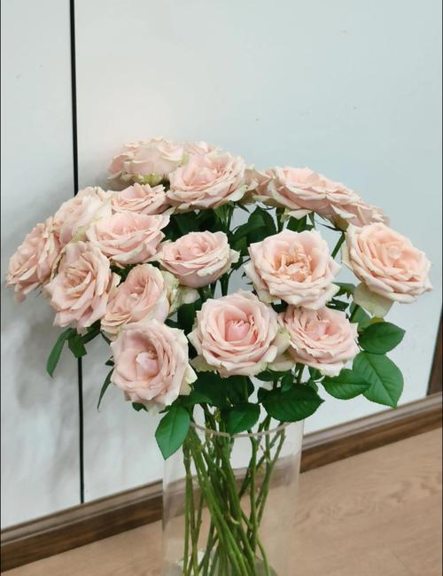 玫瑰花醒花需要几个小时?切花玫瑰高效养护与醒花指南 玫瑰花醒花需要几个小时?切花玫瑰高效养护与醒花指南