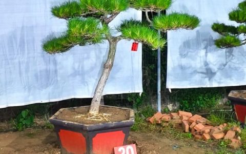 黑松树种在院子里好不好？先看结论