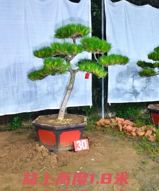 黑松树种在院子里好不好？先看结论