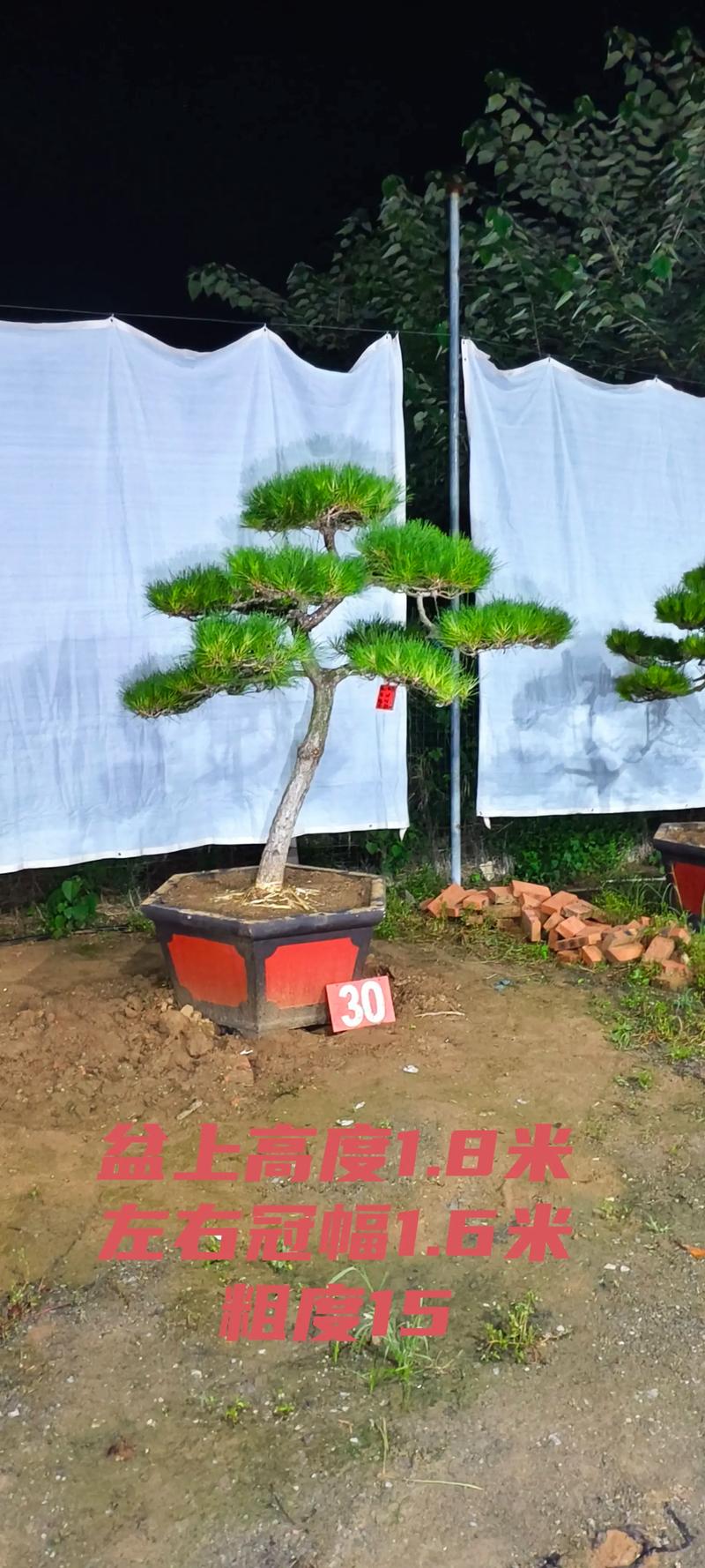 黑松树种在院子里好不好?先看结论 黑松在庭院里的优势
