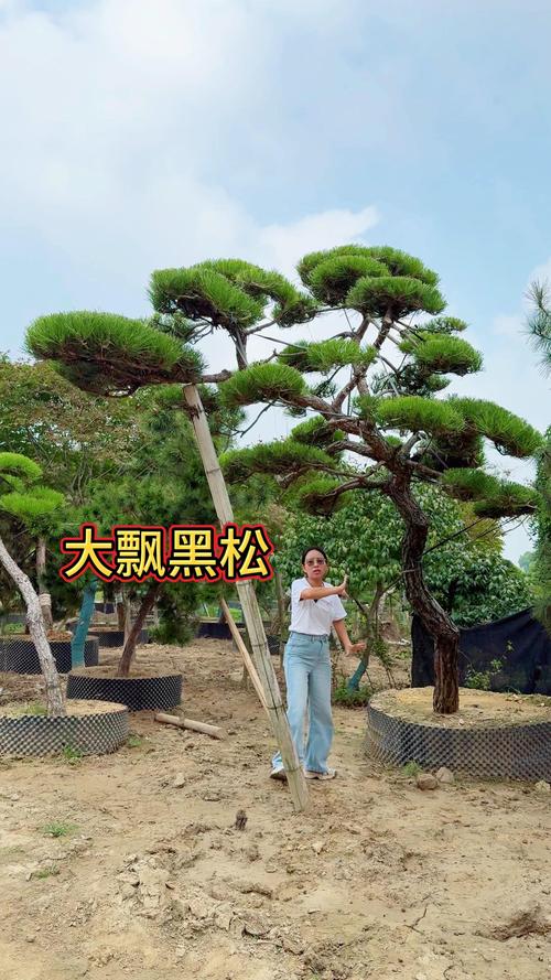 黑松树种在院子里好不好?先看结论 你家院子适不适合种黑松
