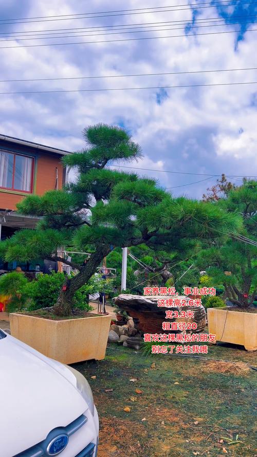 黑松树种在院子里好不好?先看结论 结论