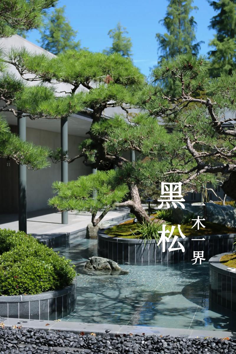 黑松树种在院子里好不好?先看结论 黑松在院子里常见问题