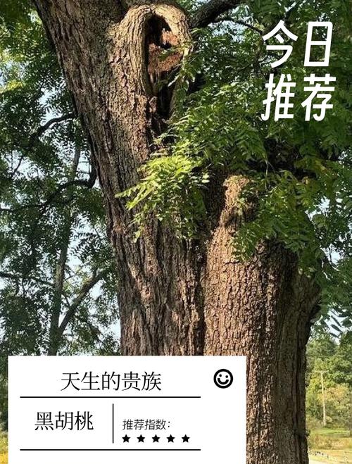 什么叫胡桃木?从胡桃树到园艺应用的全面解读 什么是胡桃木?特点与识别