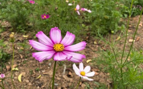 格桑花能种在家门口吗？科学解析与庭院种植指南
