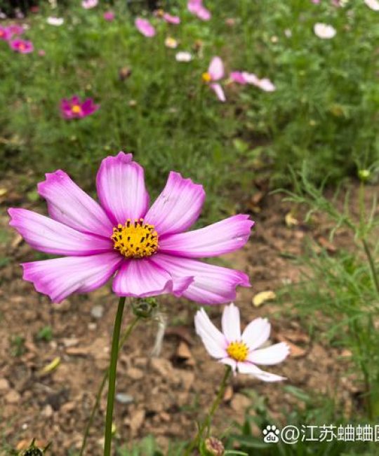 格桑花能种在家门口吗？科学解析与庭院种植指南