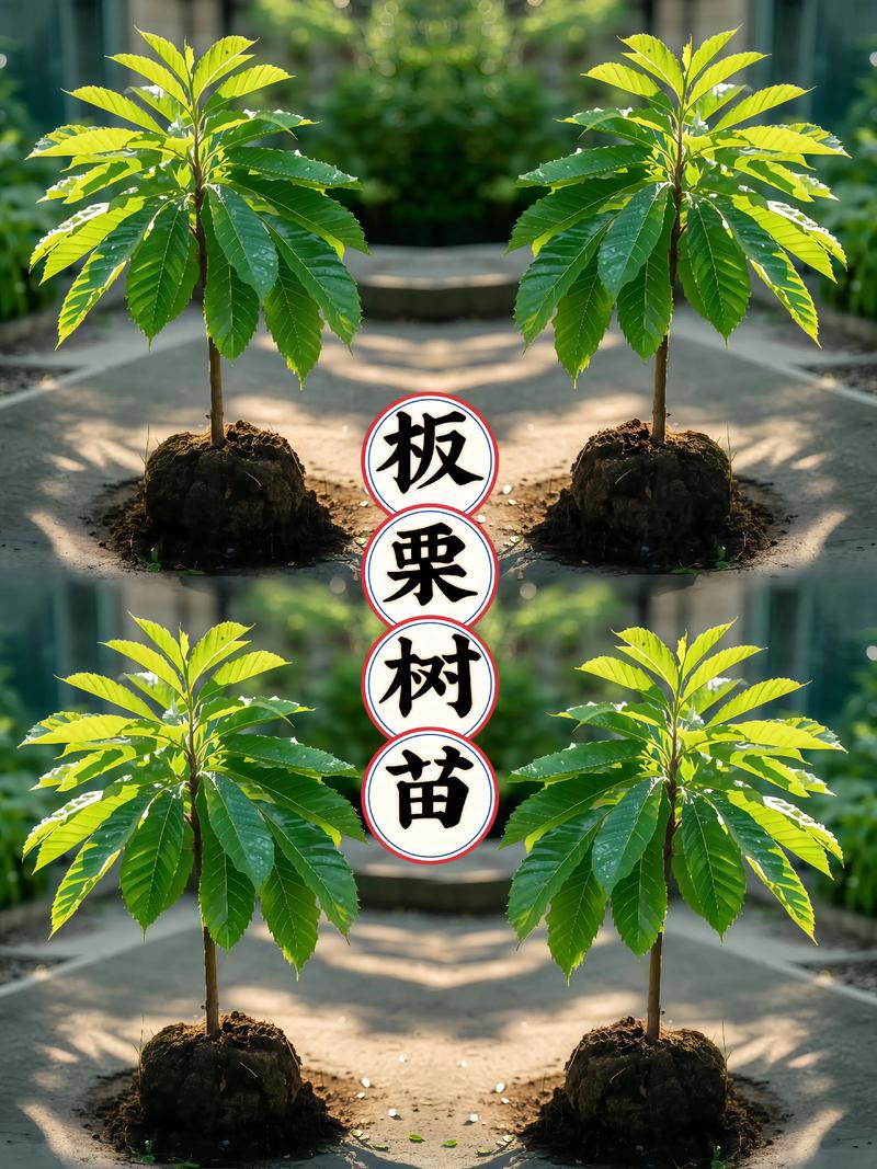 板栗苗多少钱一棵?2026年规格、产地、行情全解析 季节与数量对价格的双重影响