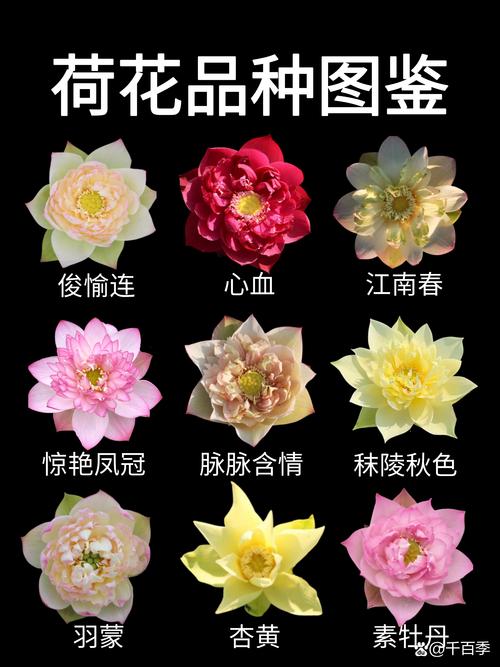 睡莲的花期有多少天?单朵、群体及不同品种的详细解答 不同品种的花期天数对比