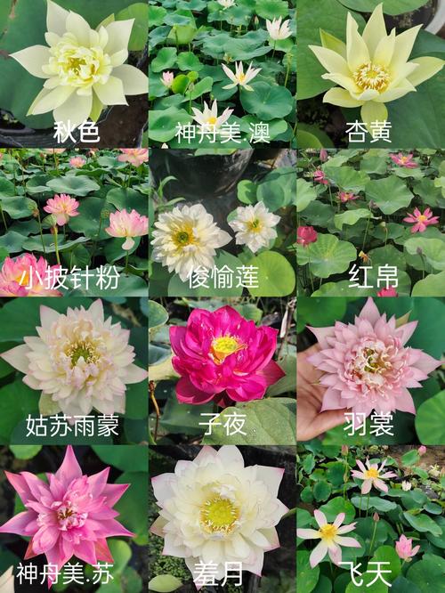 睡莲的花期有多少天?单朵、群体及不同品种的详细解答 总结