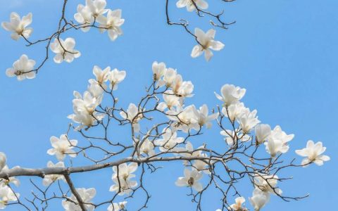 广玉兰与白玉兰的区别及园林应用全指南（树形·花期·养护）