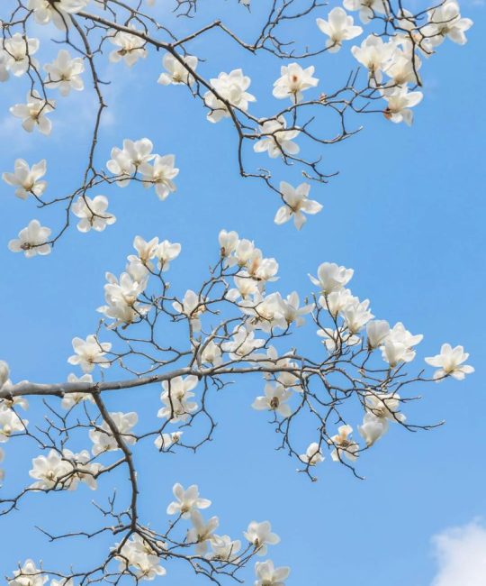 广玉兰与白玉兰的区别及园林应用全指南（树形·花期·养护）