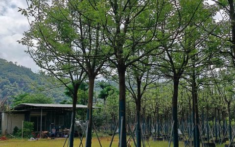 香樟大树产地、选购与全冠移栽技术指南：树形、遮荫、规格、支撑与修剪