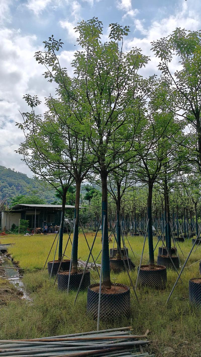 香樟大树产地、选购与全冠移栽技术指南:树形、遮荫、规格、支撑与修剪 香樟树哪里多?选购与移栽核心参数