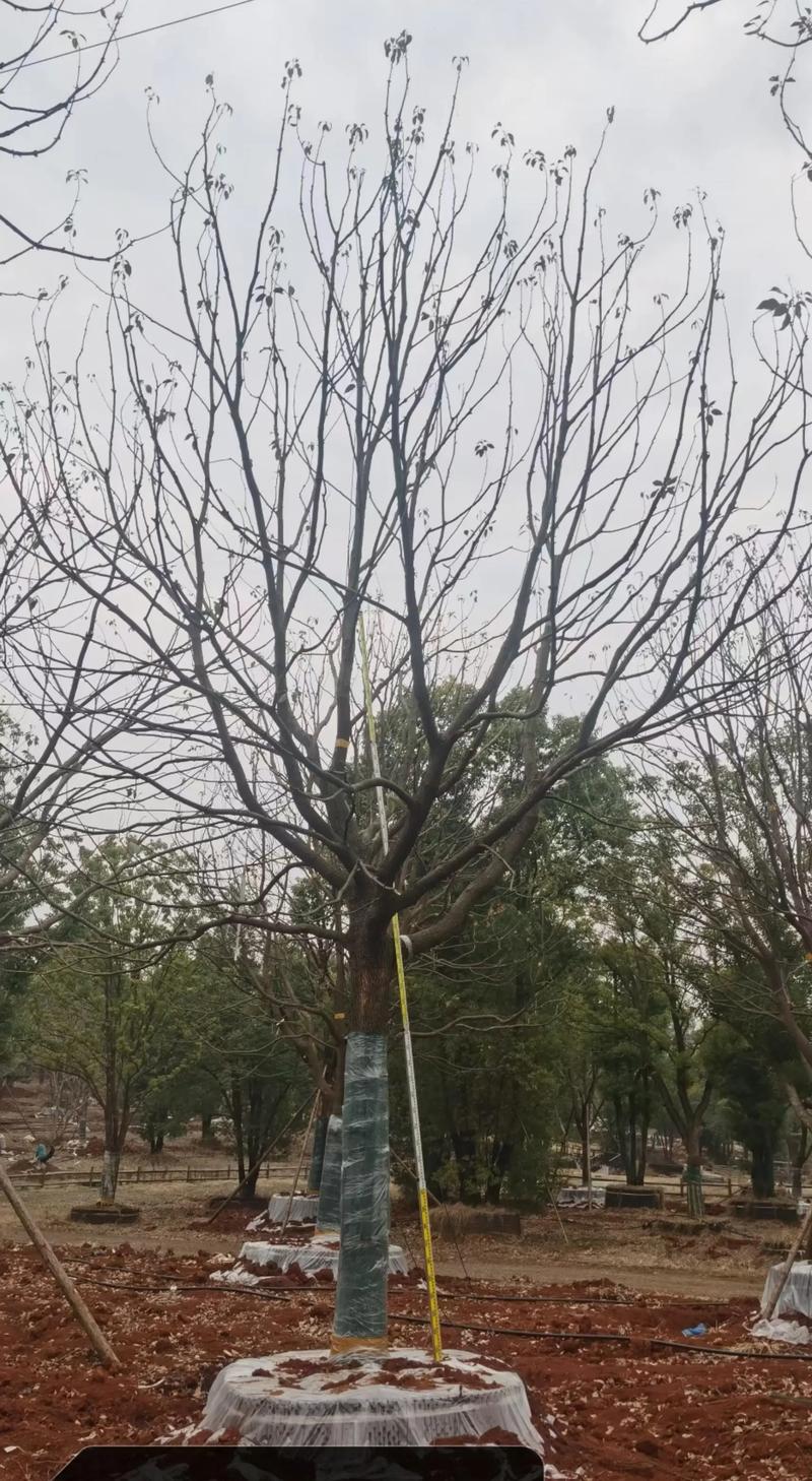 香樟大树产地、选购与全冠移栽技术指南:树形、遮荫、规格、支撑与修剪 香樟产区分布与树形优势