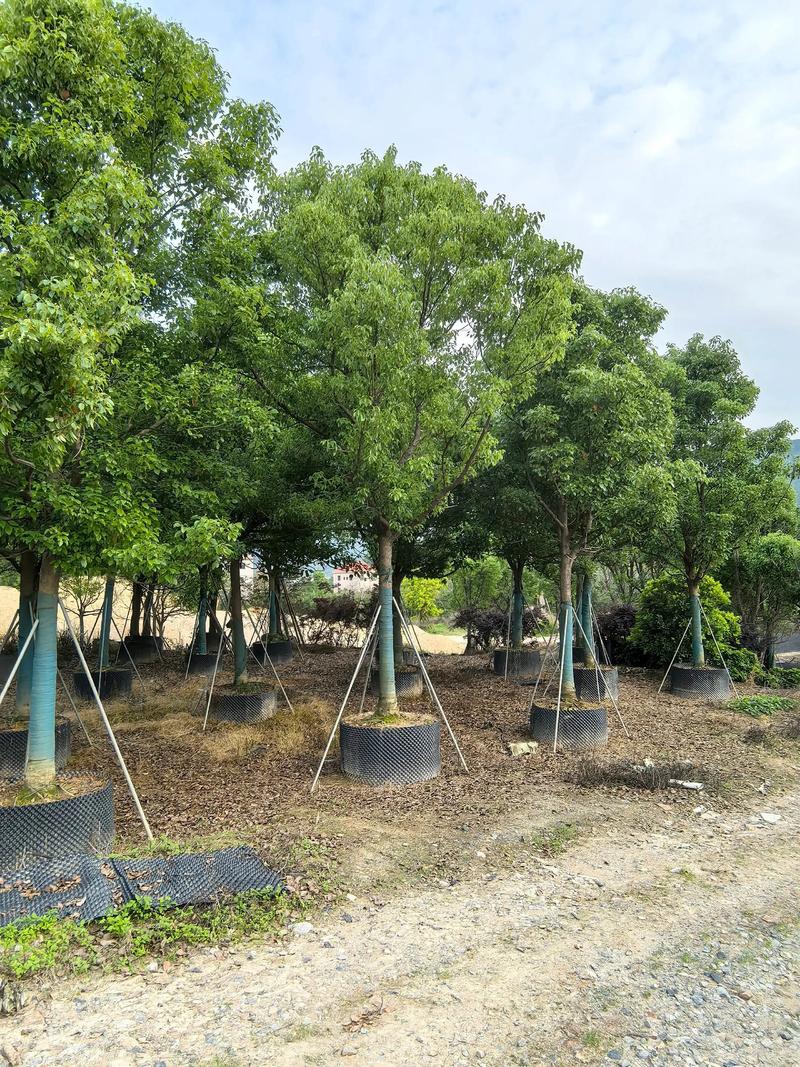 香樟大树产地、选购与全冠移栽技术指南:树形、遮荫、规格、支撑与修剪 全冠移栽技术详解