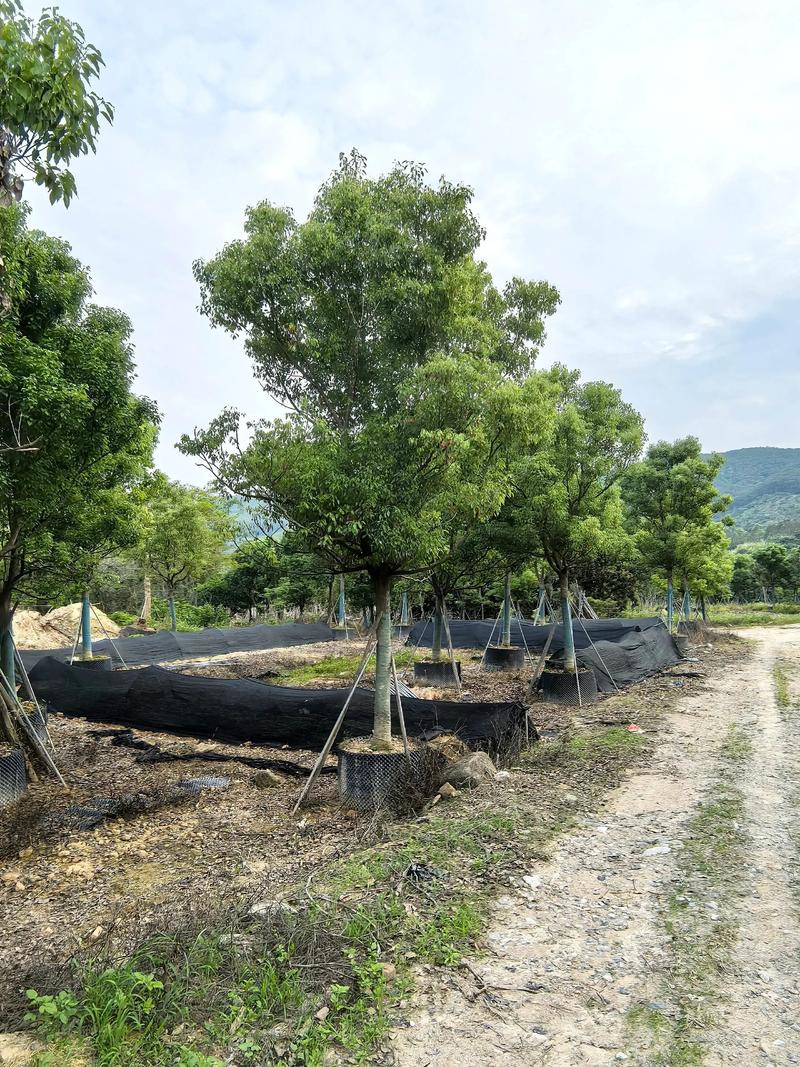 香樟大树产地、选购与全冠移栽技术指南:树形、遮荫、规格、支撑与修剪 修剪与长期管理