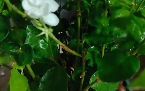 茉莉花能长成树吗？揭秘木本植物的养护与造型技巧