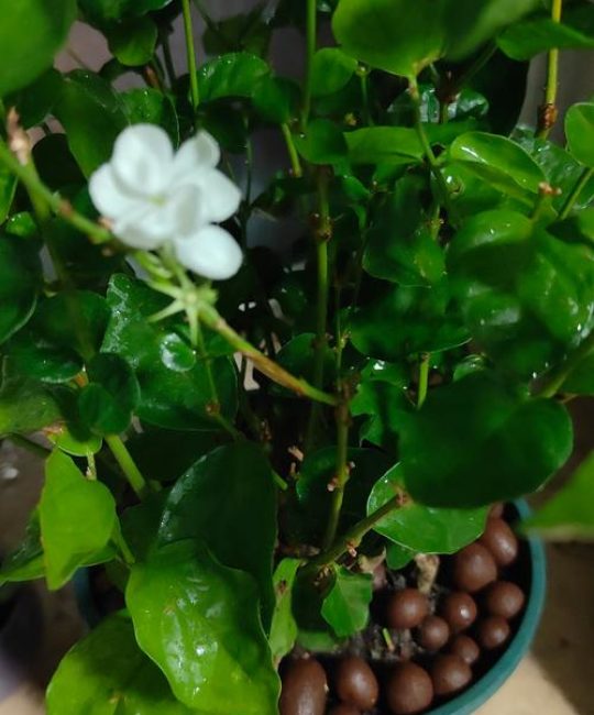 茉莉花能长成树吗？揭秘木本植物的养护与造型技巧