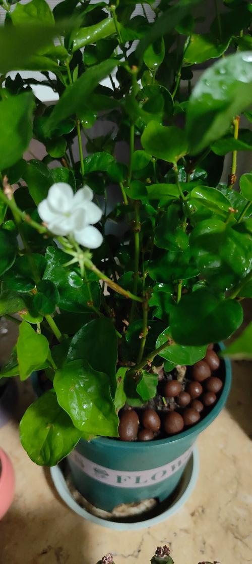 茉莉花能长成树吗?揭秘木本植物的养护与造型技巧 茉莉花能长成树吗?揭秘木本植物的养护与造型技巧