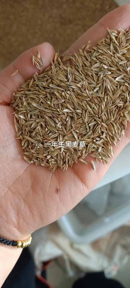 黑麦草种子多少钱1斤?2026年价格参考与影响因素全解析 综合价格区间表(2026年参考)