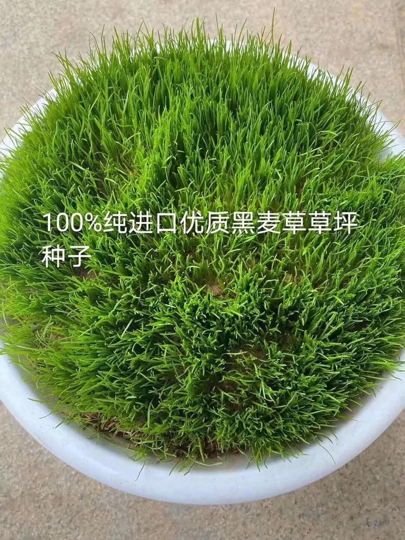 黑麦草种子多少钱1斤?2026年价格参考与影响因素全解析 运输因素对价格的影响