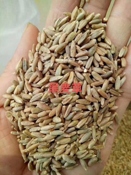 黑麦草种子多少钱1斤?2026年价格参考与影响因素全解析 咨询指南与行动建议
