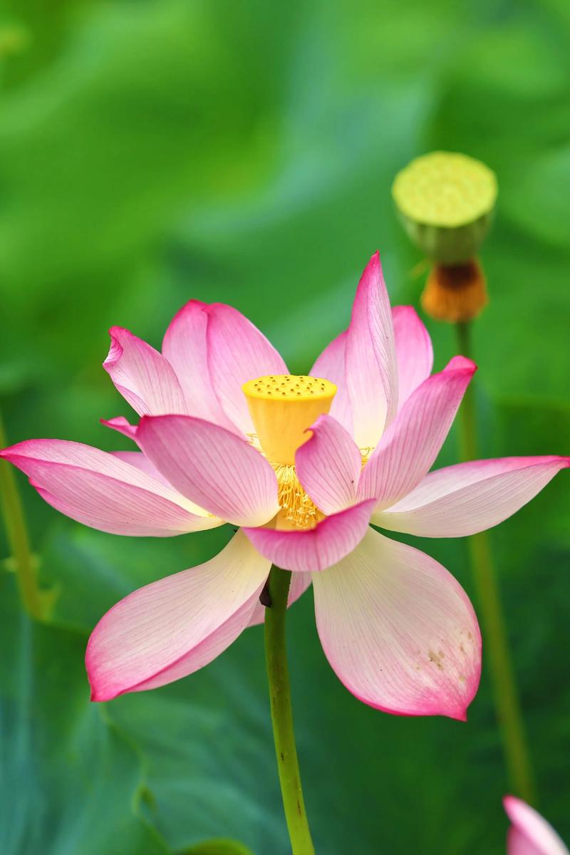 藕花和荷花一样吗?一文讲透 一、常见混淆点:为什么人们会认为它们是两种植物?