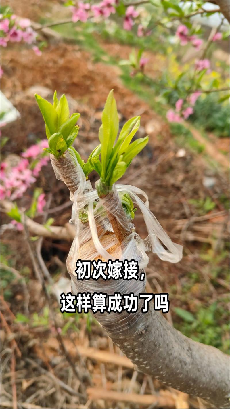 优质桃树幼苗来源于嫁接繁殖,而非实生播种 授粉需求:自花结实品种无需配置授粉树