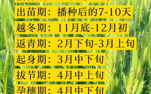 麦冬什么时间种植最好？附麦冬全周期种植操作指南