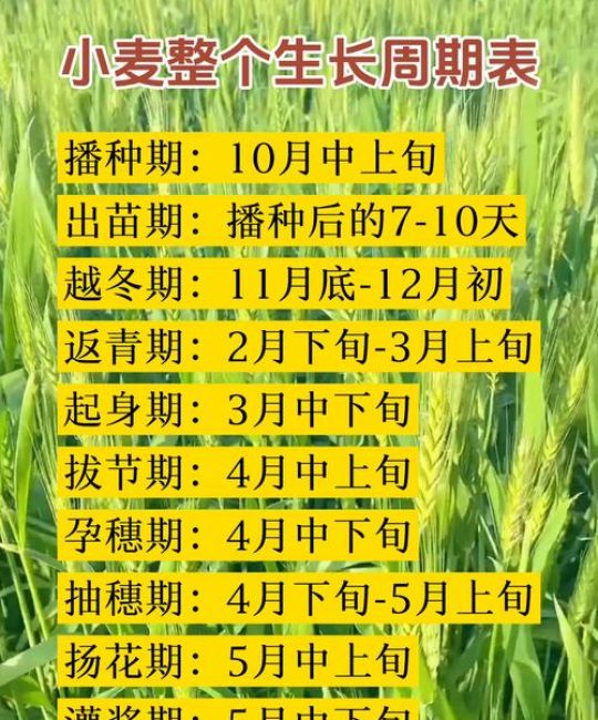 麦冬什么时间种植最好？附麦冬全周期种植操作指南