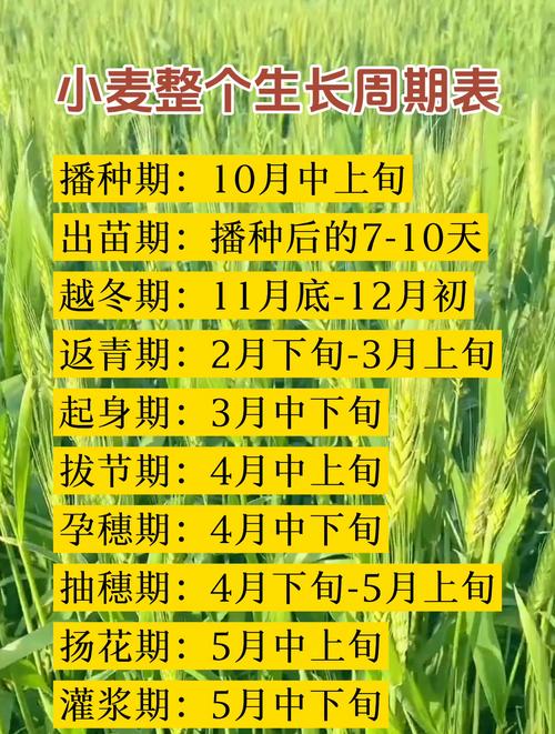 麦冬什么时间种植最好?附麦冬全周期种植操作指南 一、 适宜时间