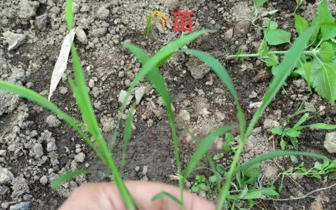 什么是秧苗？二年级园艺小课堂：一起填空认识植物宝宝