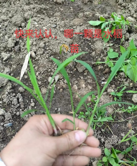 什么是秧苗？二年级园艺小课堂：一起填空认识植物宝宝