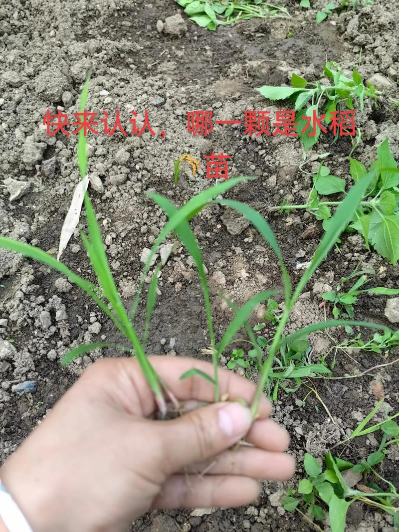什么是秧苗?二年级园艺小课堂:一起填空认识植物宝宝 种下一颗小种子,猜猜它会长成什么?