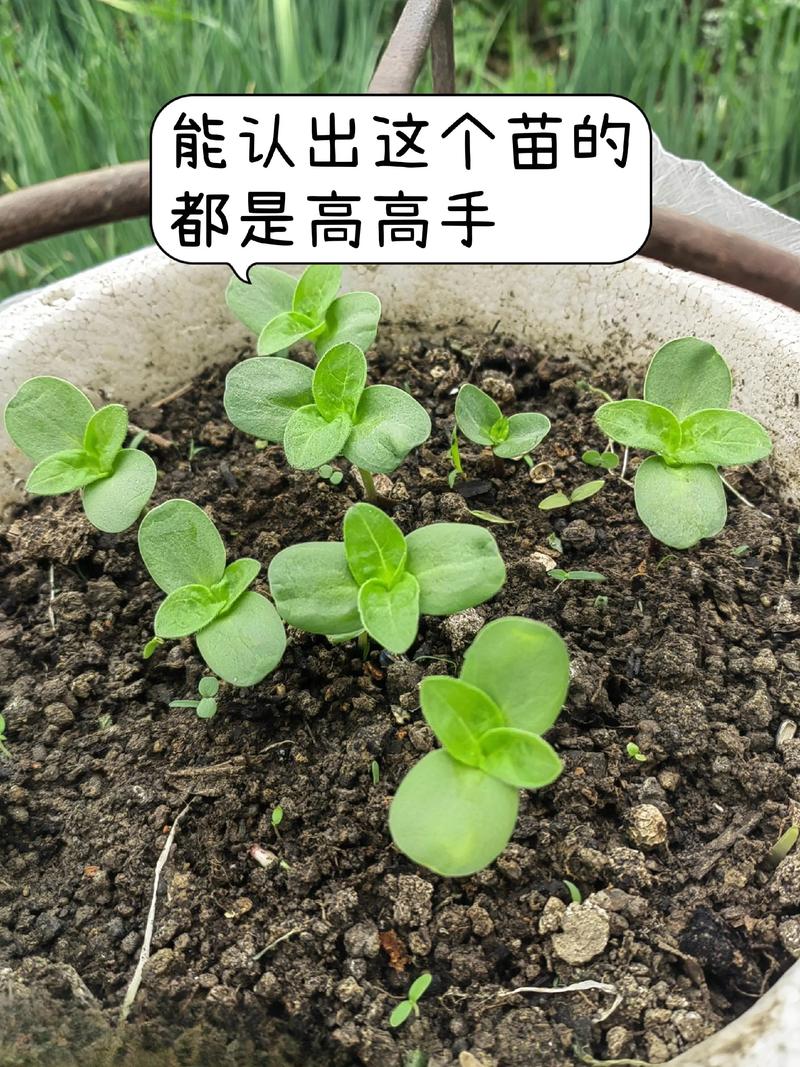 什么是秧苗?二年级园艺小课堂:一起填空认识植物宝宝 什么是秧苗?