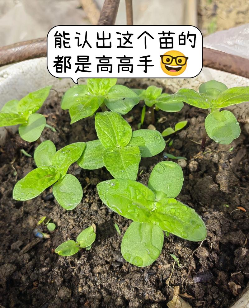 什么是秧苗?二年级园艺小课堂:一起填空认识植物宝宝 延伸活动:自制秧苗填空卡