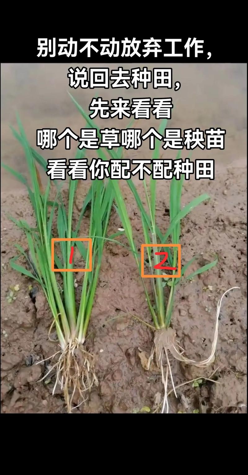 什么是秧苗?二年级园艺小课堂:一起填空认识植物宝宝 答案揭晓(看看你填对了吗?)