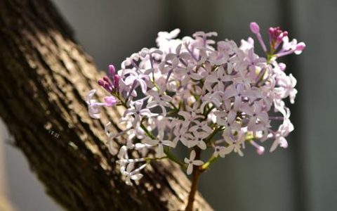 丁香花怎么养？盆栽与地栽全攻略，花开满树香飘十里