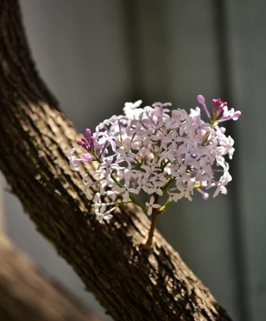 丁香花怎么养？盆栽与地栽全攻略，花开满树香飘十里