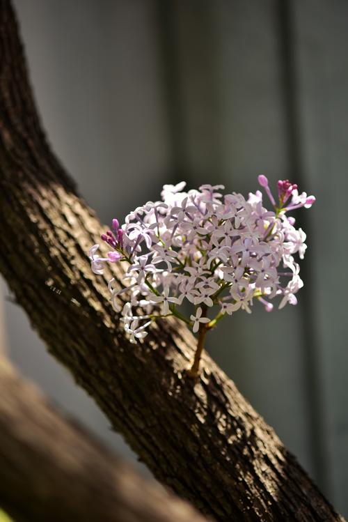 丁香花怎么养?盆栽与地栽全攻略,花开满树香飘十里 丁香花怎么养?盆栽与地栽全攻略,花开满树香飘十里
