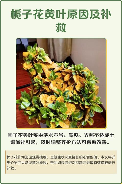 刚栽的栀子花叶子发黄怎么办?原因排查与防治指南 处理办法