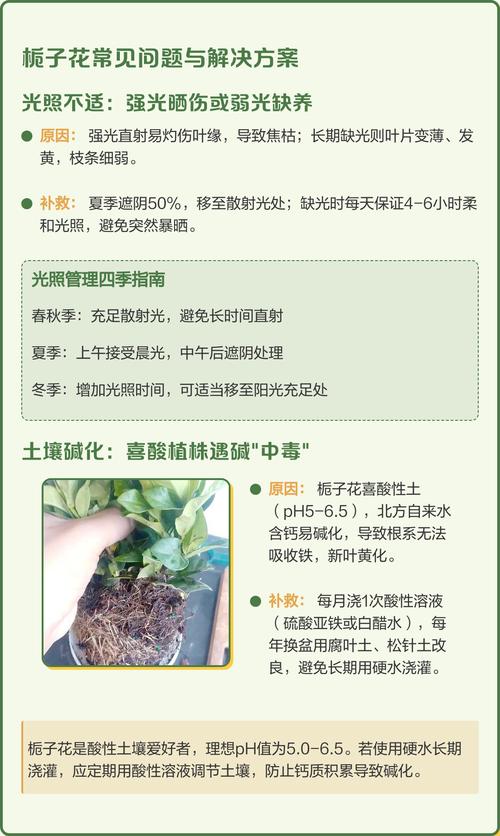刚栽的栀子花叶子发黄怎么办?原因排查与防治指南 总结