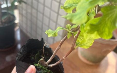 青苹果三角梅勤花吗？掌握4个关键养护动作，一年开花200天以上