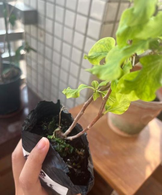 青苹果三角梅勤花吗？掌握4个关键养护动作，一年开花200天以上