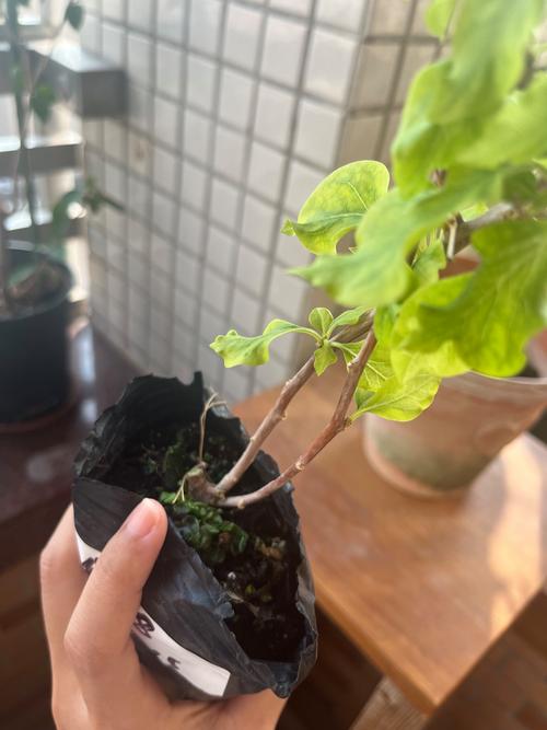 青苹果三角梅勤花吗？掌握4个关键养护动作，一年开花200天以上
