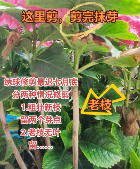 绣球花修剪后如何养护？科学水肥与支撑全攻略