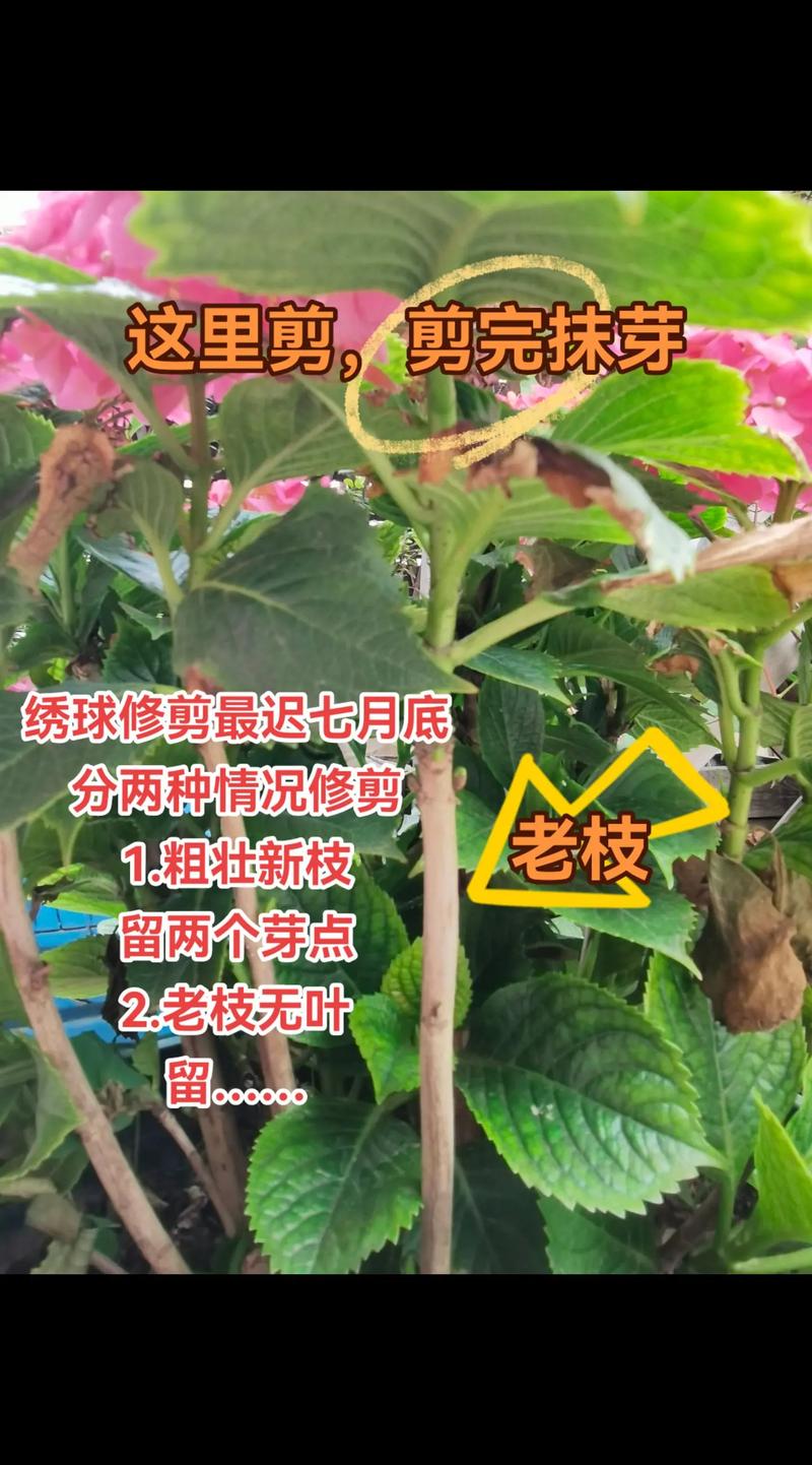 绣球花修剪后如何养护?科学水肥与支撑全攻略 绣球花修剪后如何养护?科学水肥与支撑全攻略