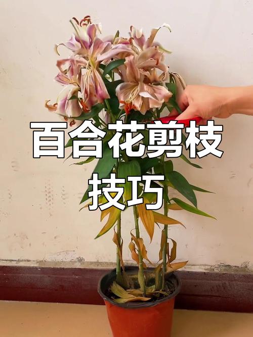 百合花盆栽开花后该怎么修剪?花后修剪时机与步骤详解 修剪时机与具体步骤