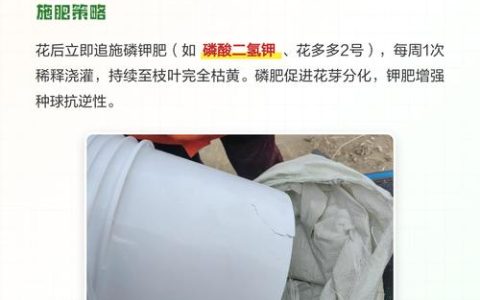 百合花盆栽开花后该怎么修剪？花后修剪时机与步骤详解