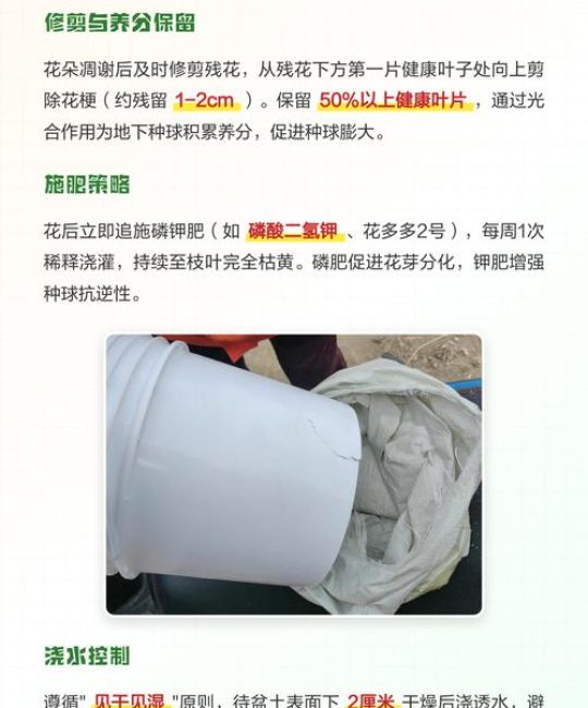 百合花盆栽开花后该怎么修剪？花后修剪时机与步骤详解